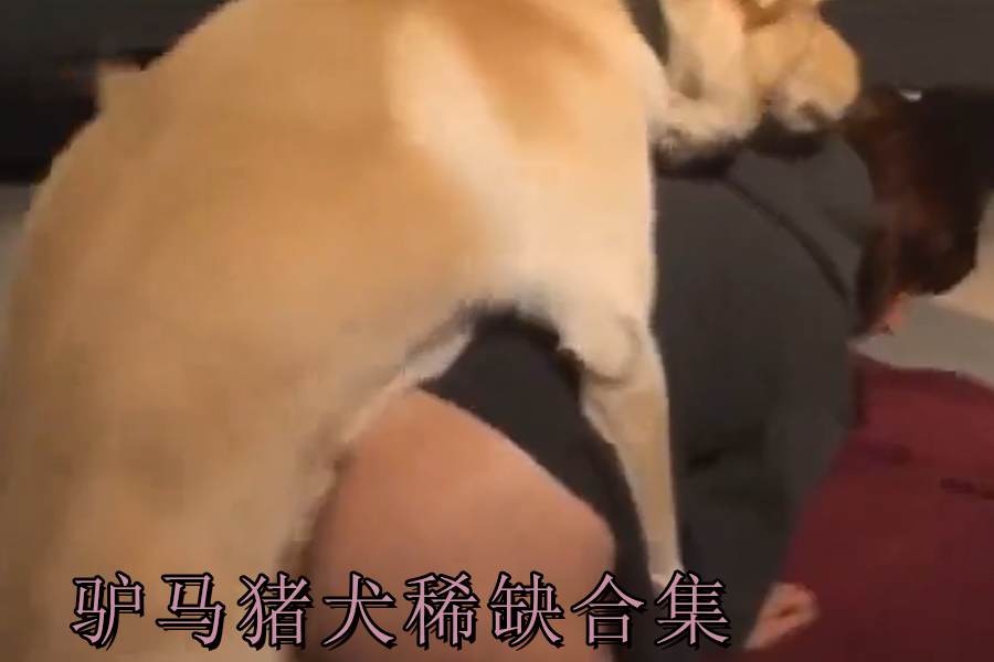 驴马猪犬稀缺合集